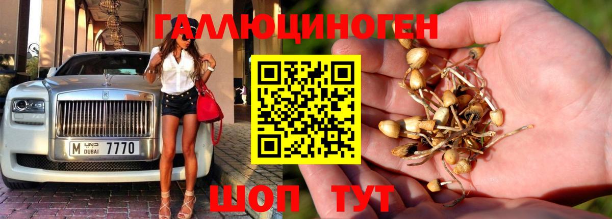 Нижнекамск  Псилоцибиновые грибы Cubensis  Вход с VPN 